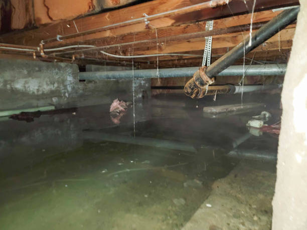 Best Flood damage cleanup  in Lake Of The Woods, AZ